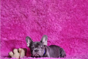 Summer - puppy for sale