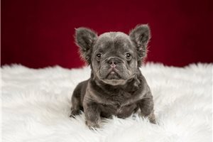 Lucas - French Bulldog for sale