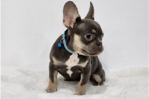 Adriana - French Bulldog for sale