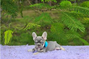 Delia - French Bulldog for sale