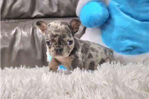 Derek - puppy for sale