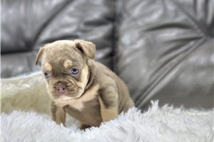 Davy - puppy for sale