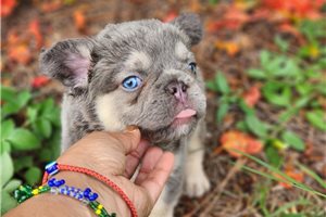 Burton - French Bulldog for sale