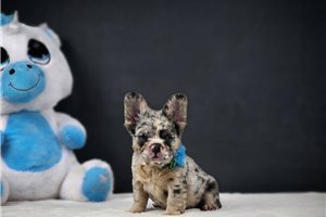 Catia - French Bulldog for sale