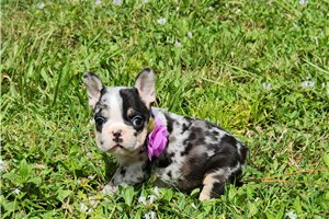 Cecelia - French Bulldog for sale