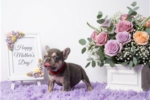 Alice - French Bulldog for sale