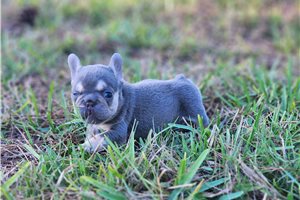 Alice - French Bulldog for sale