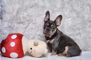Chillie - French Bulldog for sale