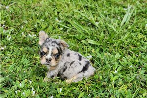 Colton - puppy for sale