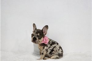 Bailey - French Bulldog for sale