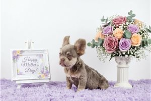 Dalton - French Bulldog for sale