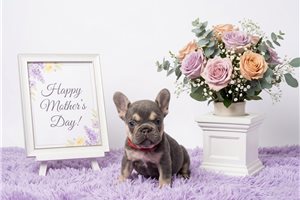 Alice - French Bulldog for sale