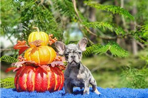 Derek - French Bulldog for sale