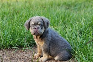 Bento - puppy for sale
