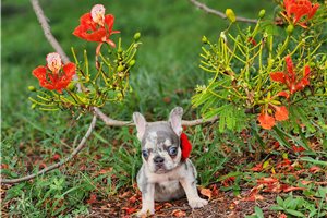Bailey - French Bulldog for sale