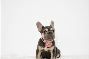 Alice - puppy for sale