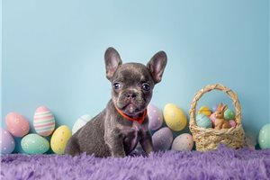 Adriana - French Bulldog for sale