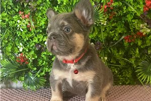 Kenji - French Bulldog for sale