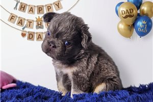 Bento - puppy for sale