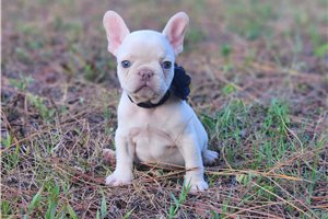 Elaine - French Bulldog for sale