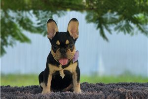 Catelyn - French Bulldog for sale