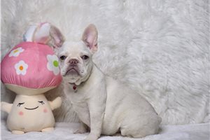 Clara - French Bulldog for sale