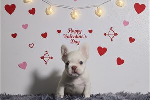 Emmett - French Bulldog for sale