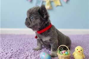 Lucas - French Bulldog for sale