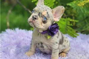 Dorothy - French Bulldog for sale