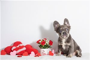 Primrose - French Bulldog for sale
