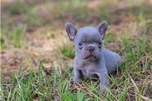 Abbot - French Bulldog for sale
