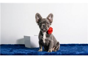 Primrose - French Bulldog for sale