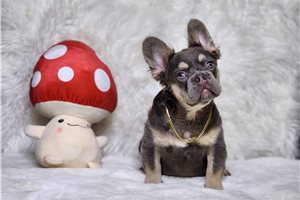 Chien - French Bulldog for sale