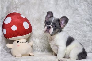 Fluffy Bennett - French Bulldog for sale