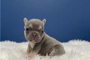 Lincoln - puppy for sale