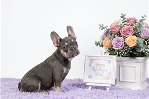 Daria - French Bulldog for sale
