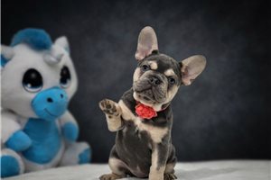 Alice - puppy for sale