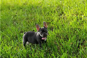 Adriana - French Bulldog for sale