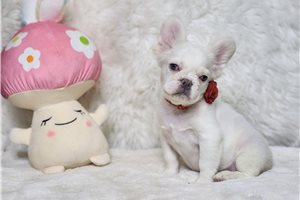 Fluffy Brielle - French Bulldog for sale