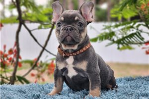Edwin - French Bulldog for sale