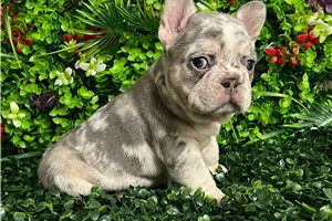 Genesis - French Bulldog for sale