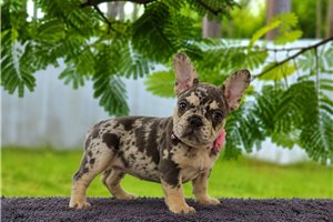 Bailey - French Bulldog for sale