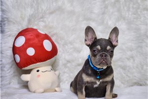 Chipper - French Bulldog for sale
