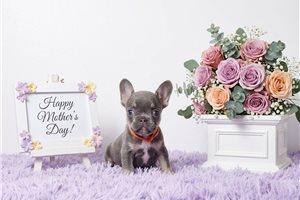 Adriana - French Bulldog for sale