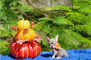 Diamond - French Bulldog for sale