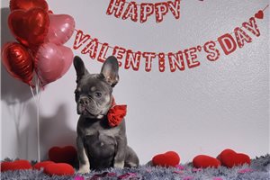 Fallon - French Bulldog for sale