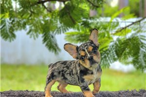 Colton - French Bulldog for sale