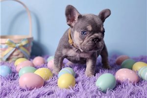 Alexa - puppy for sale