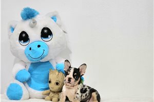 Cecelia - French Bulldog for sale