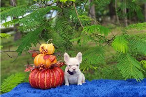 Daisy - French Bulldog for sale